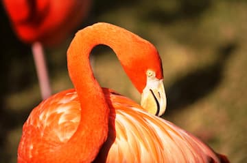 Ardastra Gardens Nassau Bahamas