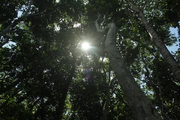 Primeval Forest National Park